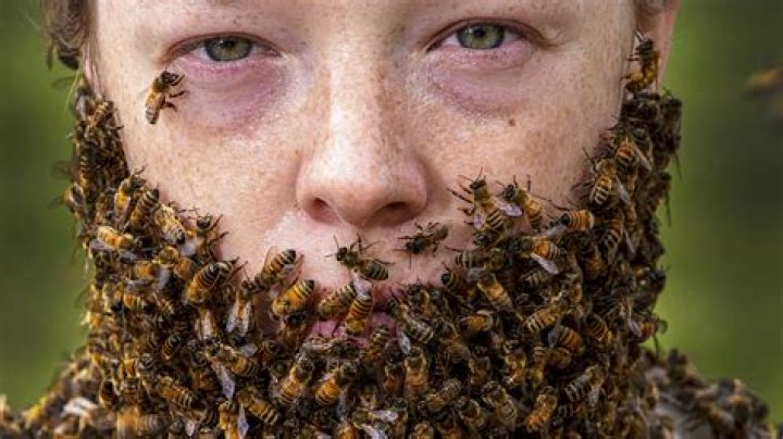 Bee Beards Pictures