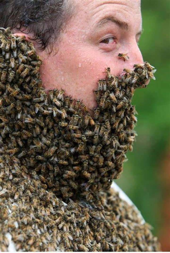 Bee Beards