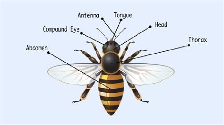 Bee Body