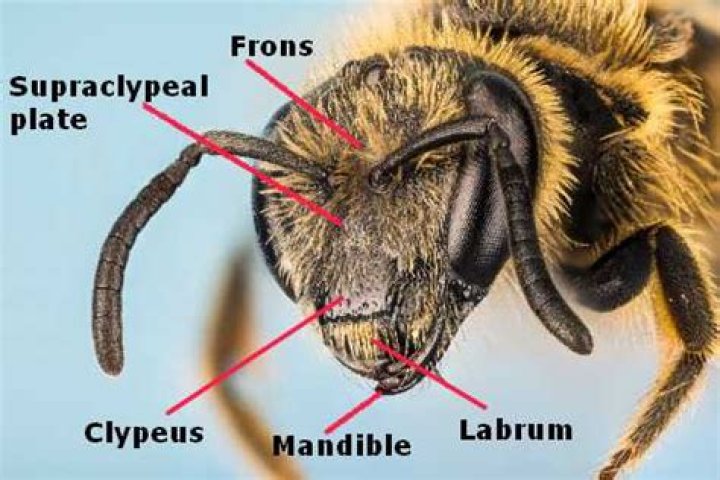 Bee Face