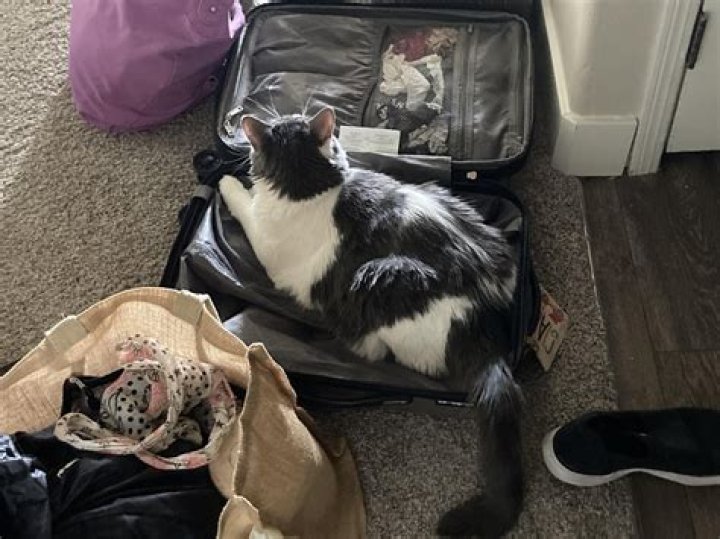 Siblings Suitcase